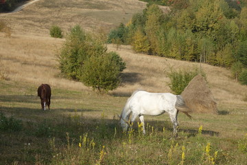 Obraz na płótnie Canvas Hutsul horse, known as Gutsulik or Gutsul - rock domestic horses, which bred in the Carpathian Mountains and some Eastern European countries