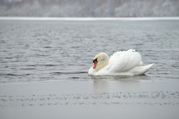 White swan on a background of a winter landscape