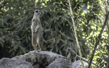 Suricate