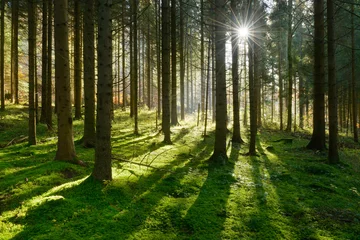 Foto auf Alu-Dibond Fichtenwald im warmen Licht der Morgensonne, weiche Moospolster bedecken den Boden © AVTG