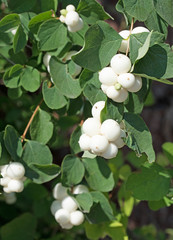 Schneebeeren, Symphoricarpos, Knackbeerenstrauch