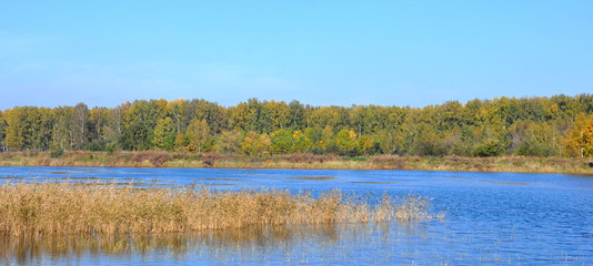 Panoramic landscape of early autumn the lake, reeds in front and yellow-green forest in the distance. West Siberia.
