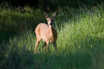Weibliches Reh auf einer Waldlichtung