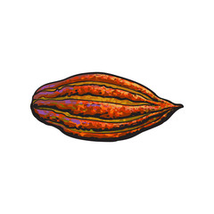 Hand drawn ripe cacao fruit, sketch style vector illustration isolated on white background. Colorful illustration of cacao fruit, main chocolate ingredient