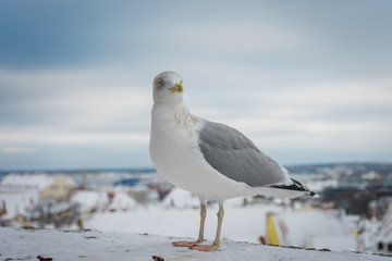 Obraz premium Seagull in front of city panorama of Tallinn, Estonia
