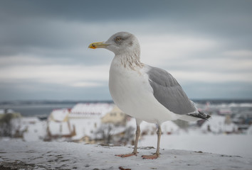 Seagull in front of city panorama of Tallinn, Estonia