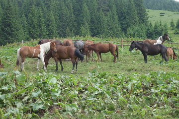 Naklejka na ściany i meble tops the Carpathian Ukraine grazing wild horses of the season in the spring of recovering on alpine pastures in autumn take. The summer they spend without protection on the loose
