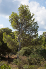 Obraz premium das andere Mallorca 