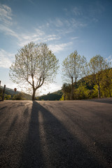 Tree creates big shadow