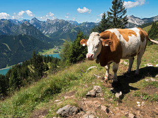 Fototapeta na wymiar Kuh steht auf der Alm in Österreich