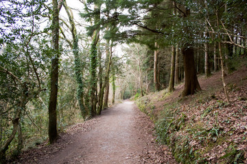 Woodlands Landscape