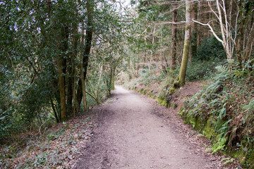 Fototapeta premium Forest Landscape