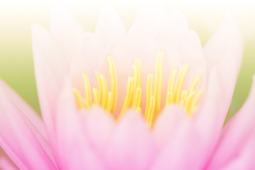 Close up Lotus Flower Soft Focus For Background