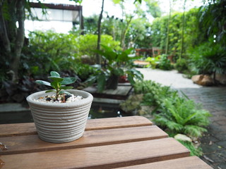 Little tree in a white pot