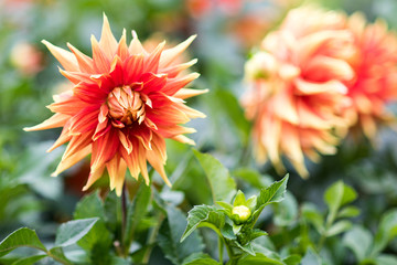 Orange Rote Dahlie Blume in Nahaufnahme