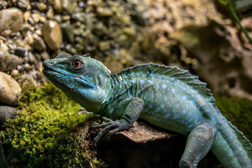 Stirnlappenbasilisk auf Stein
