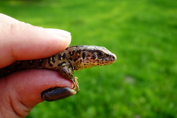 Fototapeta premium Lizard in the hands of man