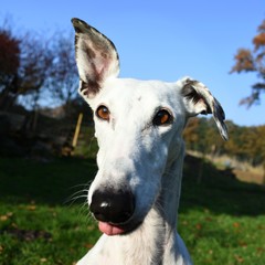 Obraz premium lustiger weißer Greyhound