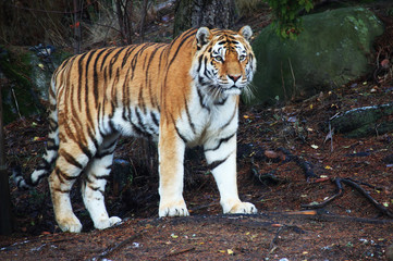 Siberian tiger