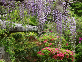 藤棚のあるツツジ咲く庭園