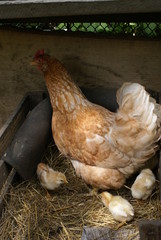 Chicken with chicks in the nest