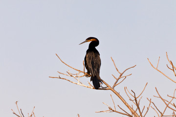 Darter - Okavango