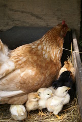 Chicken with chicks in the nest