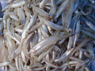 Small fishes of Patzquaro