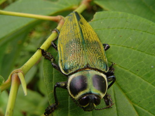 A beetle in the leaf