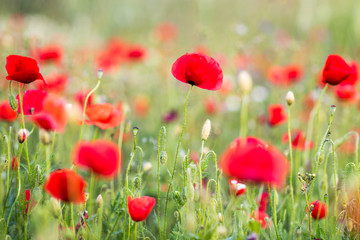 Obraz premium Mak w polu