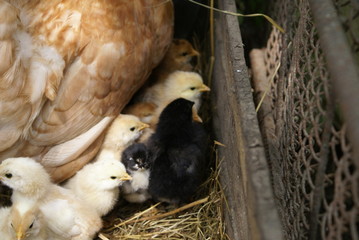Chicken with chicks in the nest