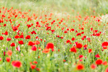 Fototapeta premium Mak w polu