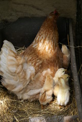 Chicken with chicks in the nest