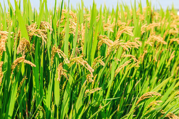 ripe rice in the field of farmland