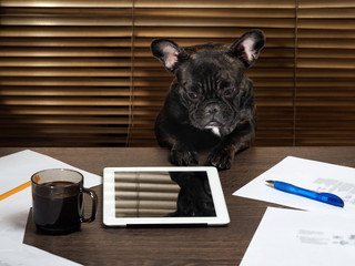 The dog in the office at the table stares at the plate