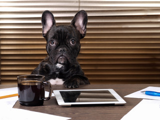 Dog at the table in the office. The tablet of coffee, paper