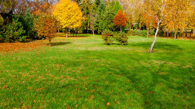 autumn at backyard