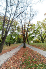 Autumn in park