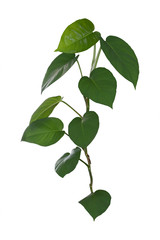 Foliage, The leaves are heart-shaped isolated on white backgroun