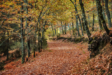 Autumn seasonal path in forest background