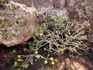 Spurge, milkweed plants on a red sandy volcanic hillside. Lanzarote, Canary Islands, Spain