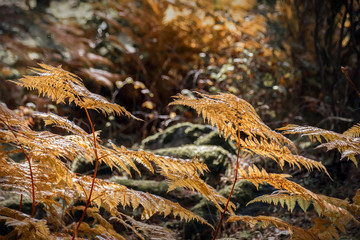 Fern plants at autumn brown scene