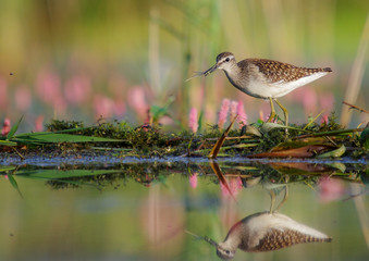 Wood Sandpiper - Tringa glareola