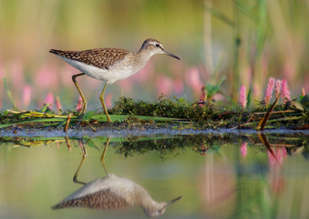 Wood Sandpiper - Tringa glareola