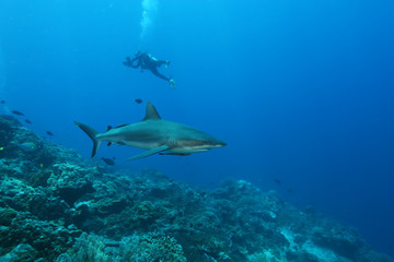 Fototapeta na wymiar White Shark Dangerous big Fish Papua New Guinea Pacific Ocean