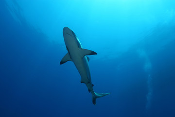 White Shark Dangerous big  Fish Papua New Guinea Pacific Ocean