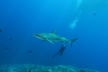 Naklejka premium White Shark Dangerous big Fish Papua New Guinea Pacific Ocean