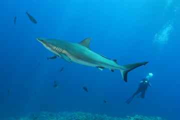 White Shark Dangerous big  Fish Papua New Guinea Pacific Ocean