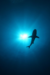 Naklejka premium White Shark Dangerous big Fish Papua New Guinea Pacific Ocean
