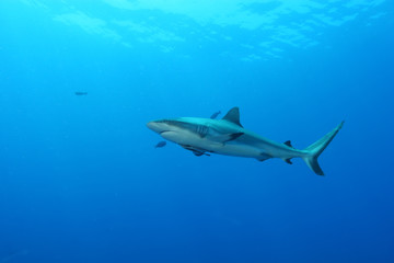 Naklejka na ściany i meble White Shark Dangerous big Fish Papua New Guinea Pacific Ocean